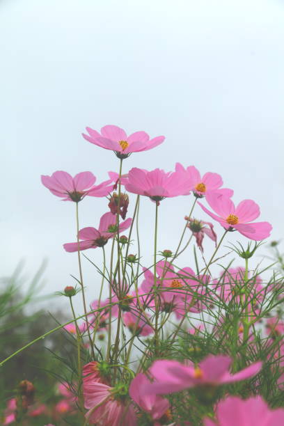 pink flowers in the garden - fotografia de stock