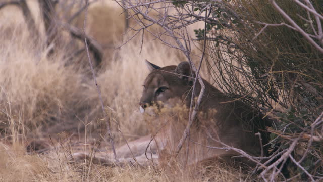 Mountain lion laying down in shaded area - wide shot