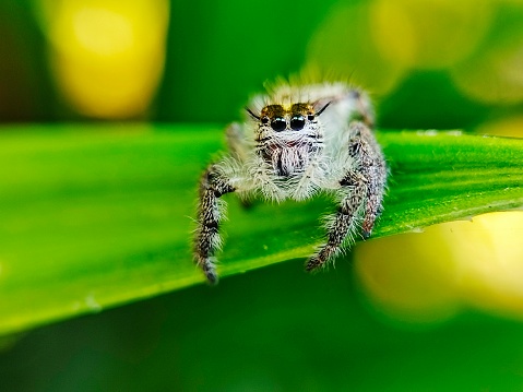 Hyllus semicupreus spider sitting on leaves seen with a macro lens
