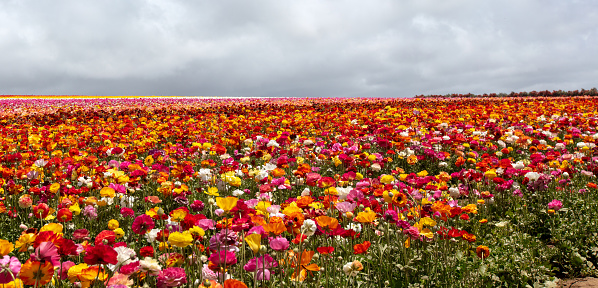 Petunia flowers field landscape. Miracle garden decoration, Dubai, United Arab Emirates