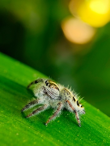 Hyllus semicupreus spider sitting on a leave seen with lens macro