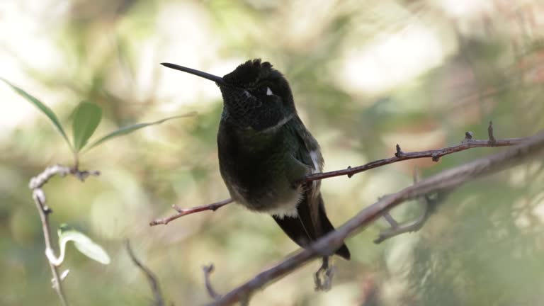 Rivoli's Hummingbird, Madera Canyon, Arizona