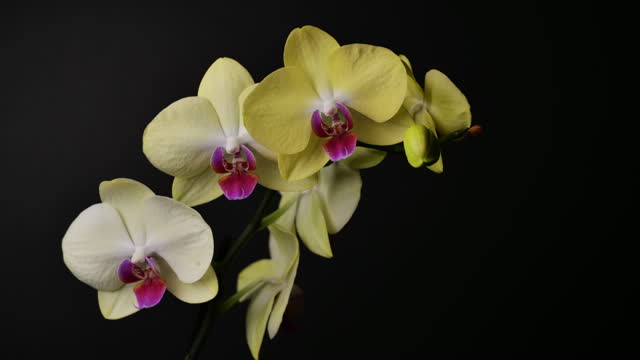 Orchid Blooming Time lapse