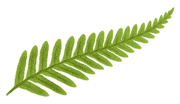 Vector illustration of New Zealand Green Fern vector