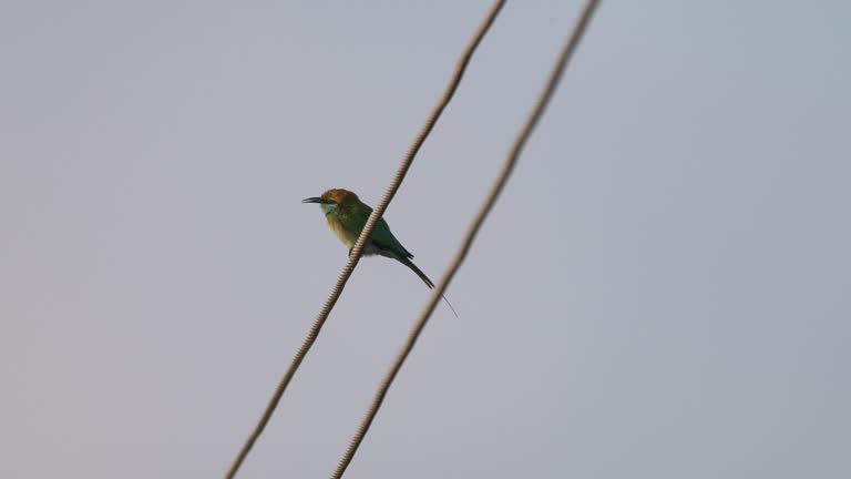 Green bee-eater, Sri Lanka