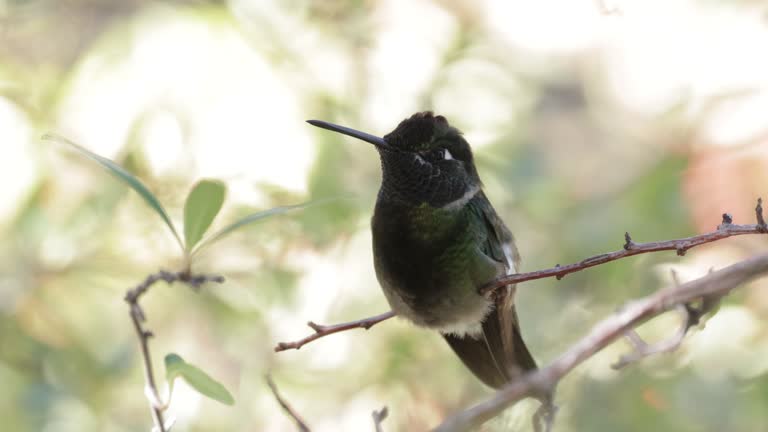 Rivoli's Hummingbird, Madera Canyon, Arizona