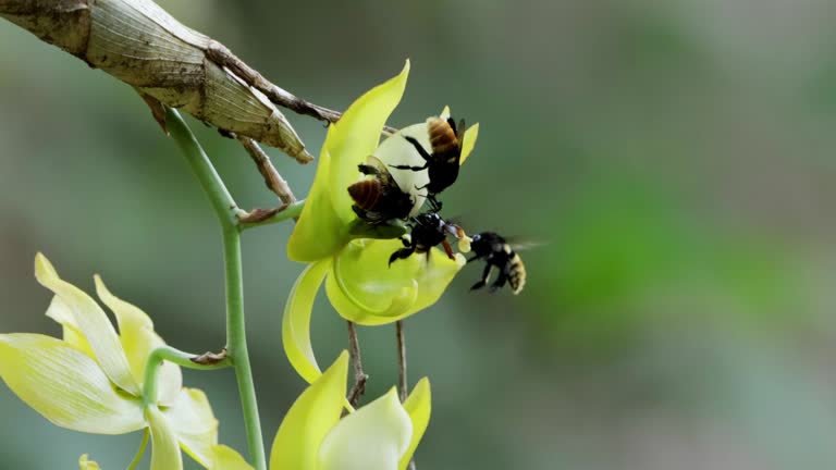 Wild Bees Feeding on an Orchids, Costa Rica