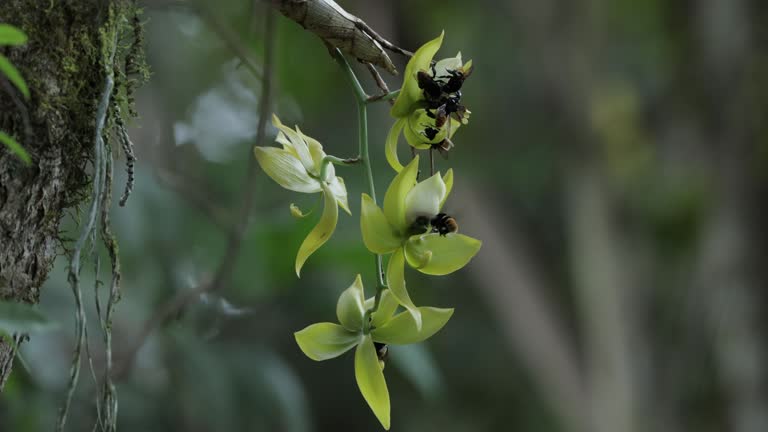 Wild Bees Feeding on an Orchids, Costa Rica