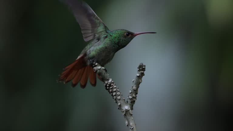 Rufous-tailed Hummingbird, Costa Rica