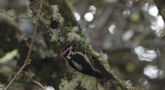Hairy Woodpecker, Costa Rica
