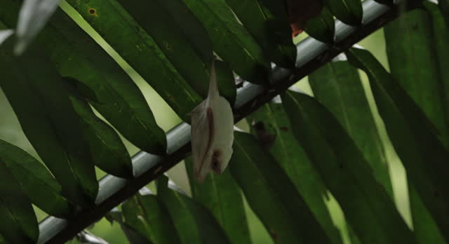 Northern Ghost Bat, Costa Rica