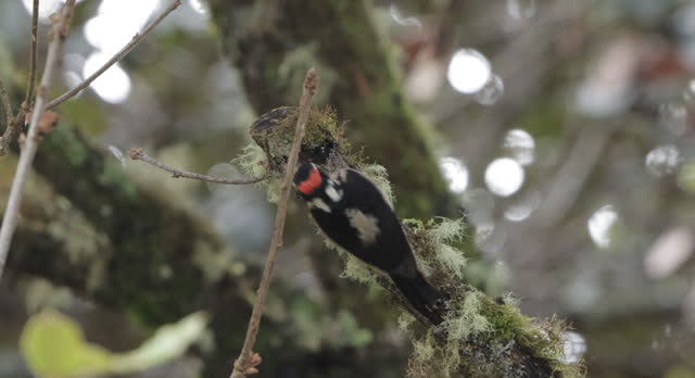 Hairy Woodpecker, Costa Rica
