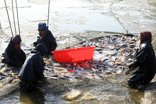 LUANNAN COUNTY, Hebei Province, China - January 29, 2021: The workers harvest all kinds of cultured fish in the fish pond to meet the market demand of Spring Festival.