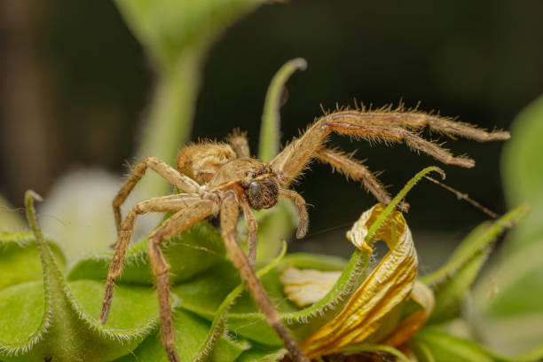 Front view of a fishing spider (Ctenidae Ancylometes sp)on a leaf.