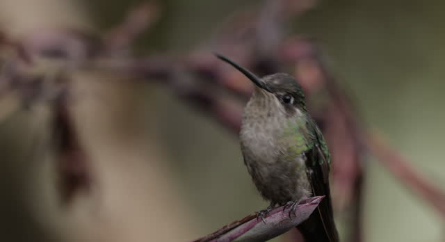 Talamanca hummingbird, Costa Rica