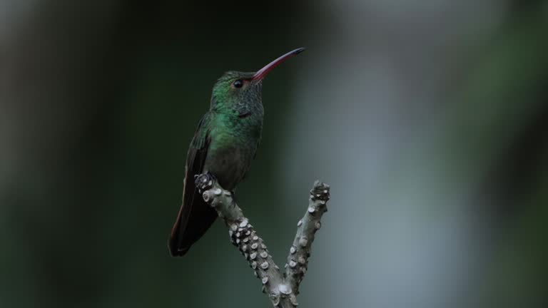 Rufous-tailed Hummingbird, Costa Rica