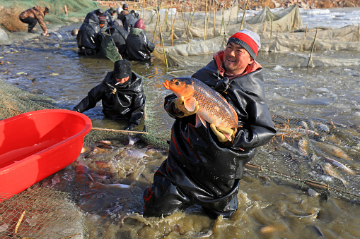 LUANNAN COUNTY, Hebei Province, China - January 29, 2021: The workers harvest all kinds of cultured fish in the fish pond to meet the market demand of Spring Festival.