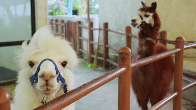 Slender white and brown alpaca or Lama pacos looks over fence wearing a bridle
