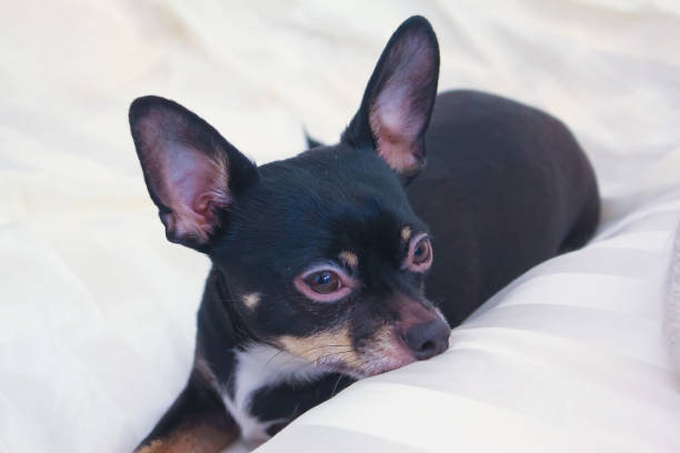 istock A small black Chihuahua dog just chilling on a white pillow. 1974052496
