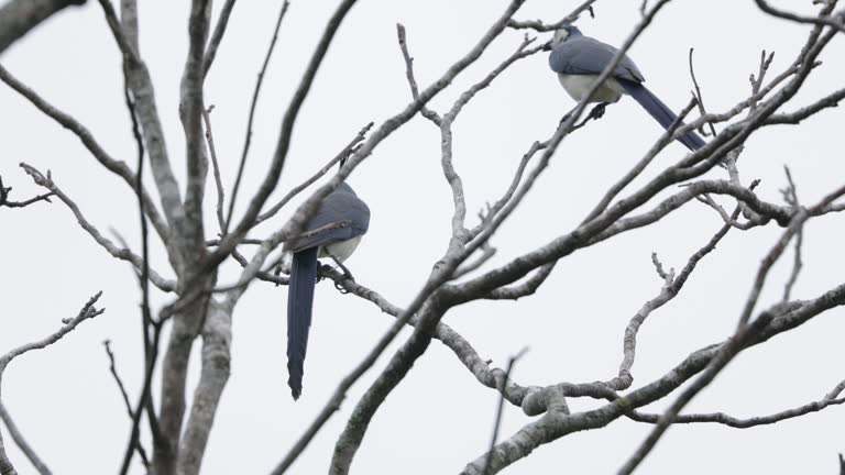 White-throated Magpie-Jay, Costa Rica