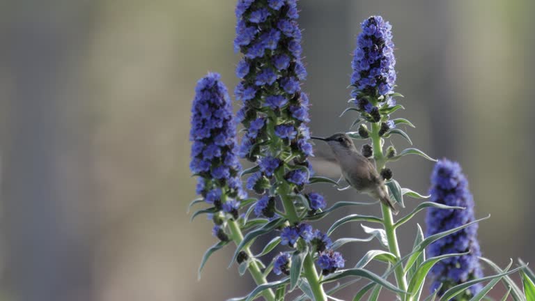 Anna's hummingbird, Point Arena, California