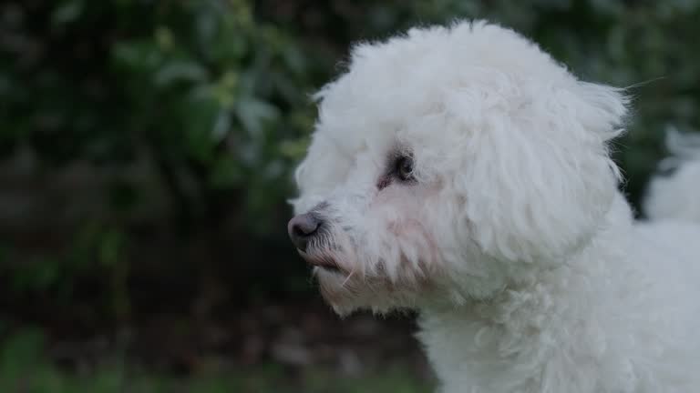 Bichon frise dog in garden with blurred background