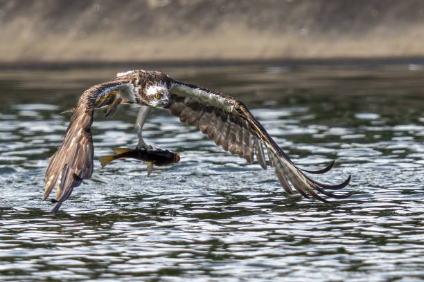 istock Brahminy Kite, White-bellied Sea-eagle, and Osprey in Thailand. 1974089290