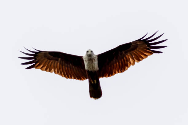 istock Brahminy Kite, White-bellied Sea-eagle, and Osprey in Thailand. 1974089294