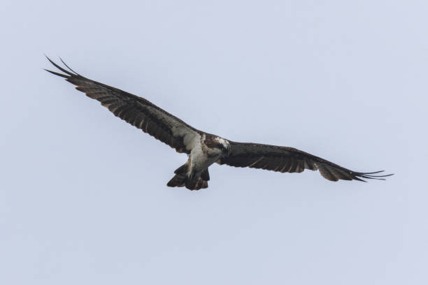 istock Brahminy Kite, White-bellied Sea-eagle, and Osprey in Thailand. 1974089301