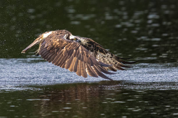 istock Brahminy Kite, White-bellied Sea-eagle, and Osprey in Thailand. 1974089304