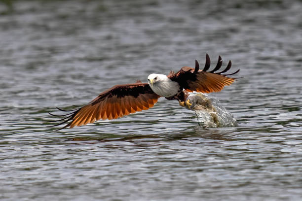 istock Brahminy Kite, White-bellied Sea-eagle, and Osprey in Thailand. 1974089815