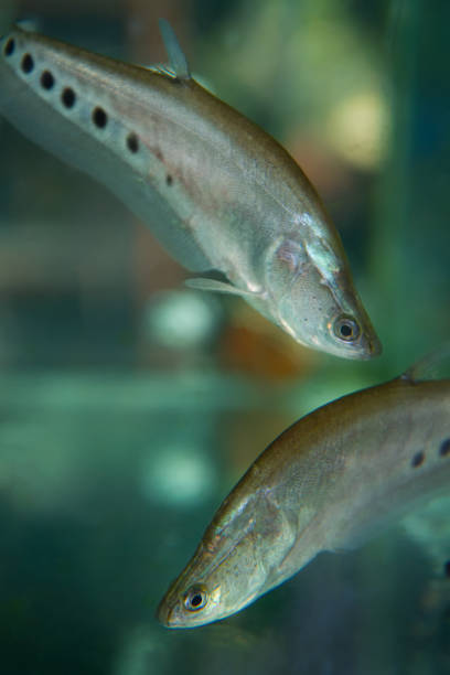 Asian knifefishes or featherbacks. chitala lopis Asian knifefishes or featherbacks. chitala lopis in aquarium chitala stock pictures, royalty-free photos & images