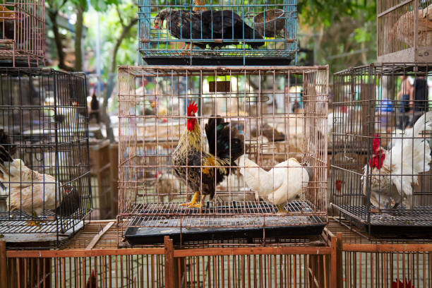 short-legged Bantam chicken in cage at animal market