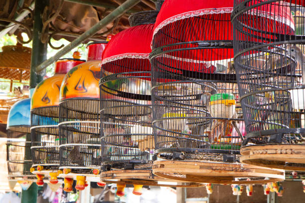 istock bird cage at animal market 1974098104