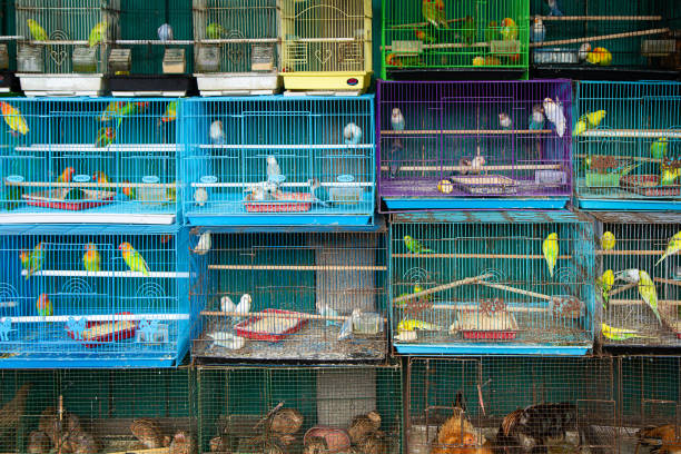 istock bird cage at animal market 1974098213