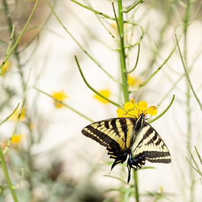 Yellow swallowtail butterfly close-up perched on a green plant with yellow flowers