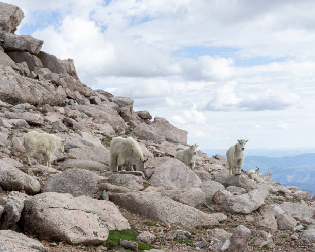 istock Mountain goat in the rocks 1974102908