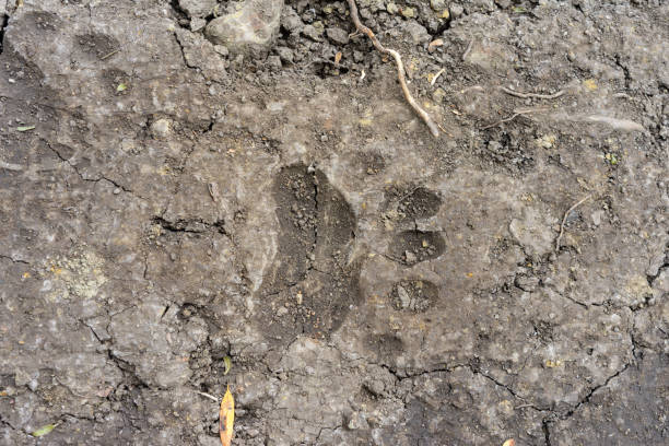 istock Bear paw print in the mud 1974102920