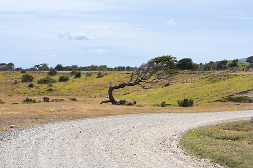 tree twisted by the wind on a countryside road, curve on a dirt road