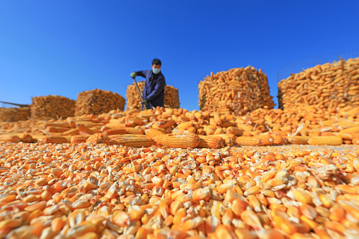 LUANNAN COUNTY, Hebei Province, China - February 22, 2021: farmers turn and sun corn on a farm