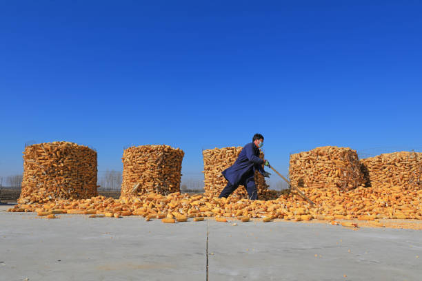 LUANNAN COUNTY, Hebei Province, China - February 22, 2021: farmers turn and sun corn on a farm