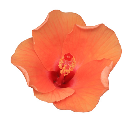 Shoe Flower or Hibiscus or Chinese rose flowers. Close up yellow-red flower head isolated on white background.