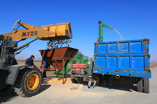 Agricultural machinery is loading corn on the farm