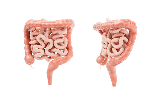 Human small and large intestines internal organ 3D design element.