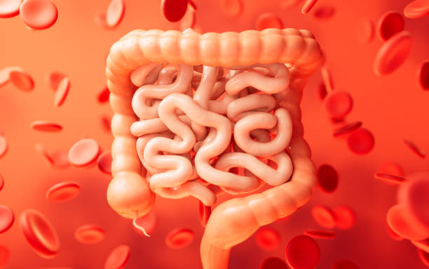 istock Intestinal tract with digestive health concept, 3d rendering. 1974135411