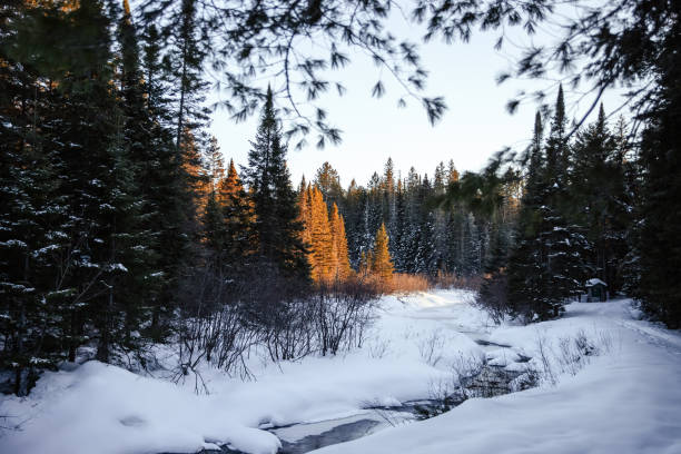 Winter landscape with frozen river Winter landscape with frozen river and coniferous forest at sunset. frozen river stock pictures, royalty-free photos & images