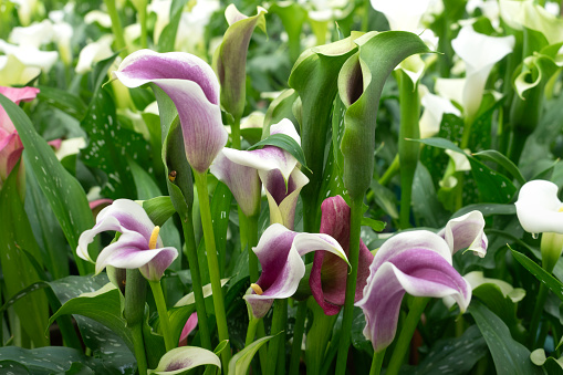 Calla Lily blooming flowers for nature background.