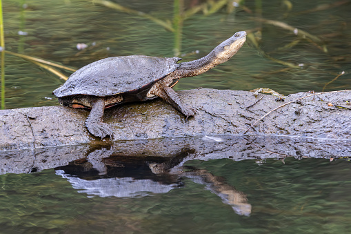 Australian Eastern Long-necked Turtle basking on log