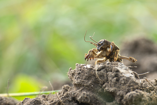 European mole cricket (Gryllotalpa gryllotalpa) a pest in low angle view and blurred green lush grass or foliage in the background