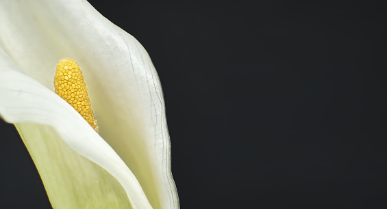 Single white calla lily flower in close up over black background, banner size image with free copy space for text
